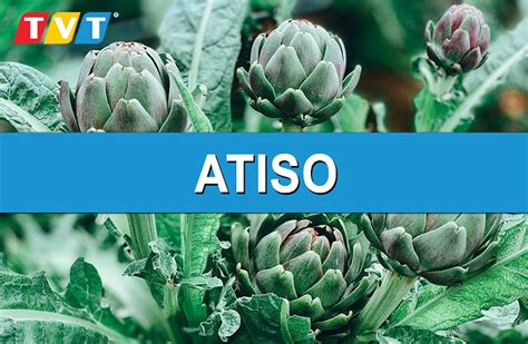 10 lợi ích của atiso .